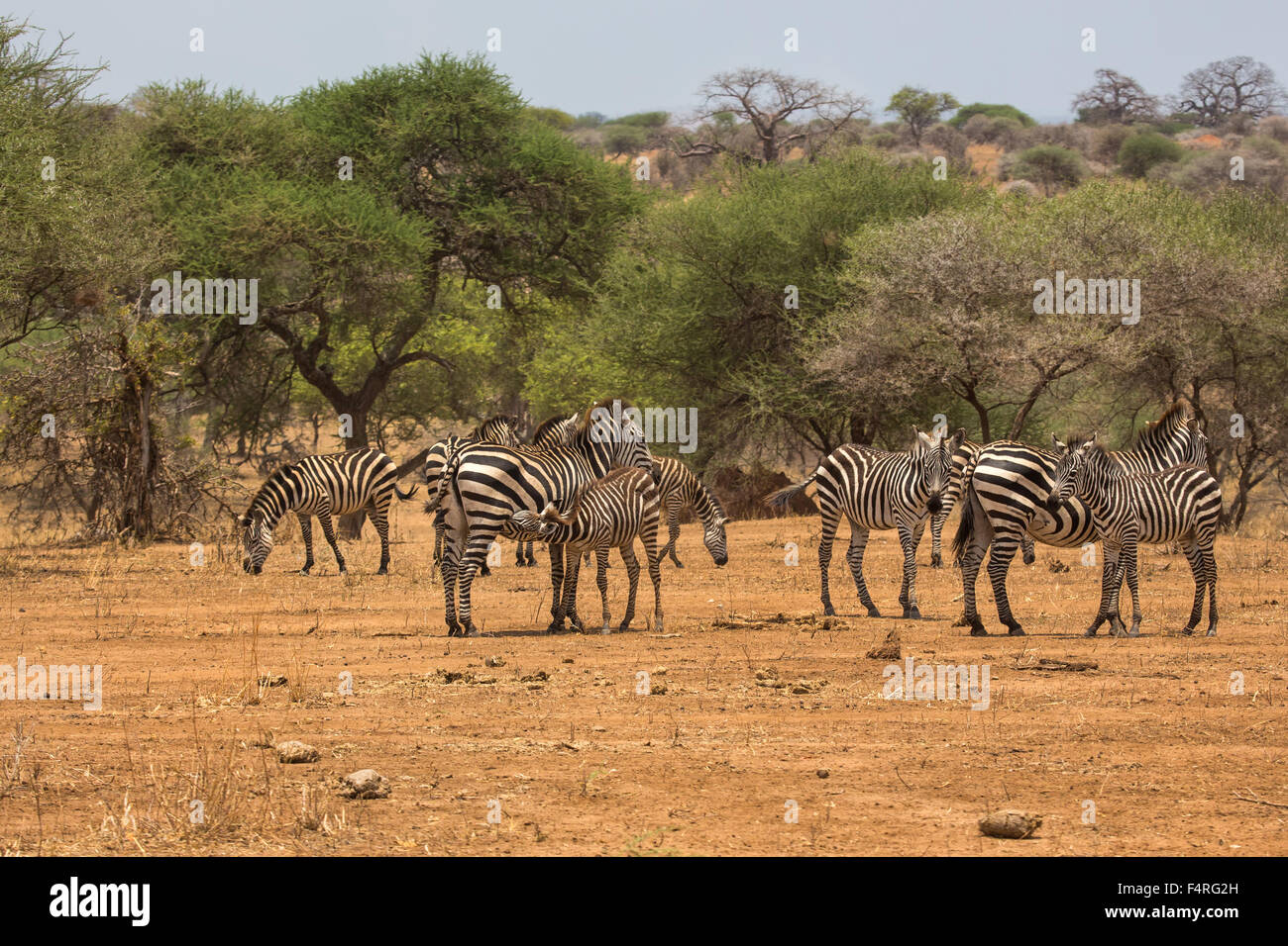 Afrika Landschaft Landschaft Safari Reisen Savanne Saugetiere Tansania Tarangire Nationalpark Tiere Wuste Wilde Anim Stockfotografie Alamy