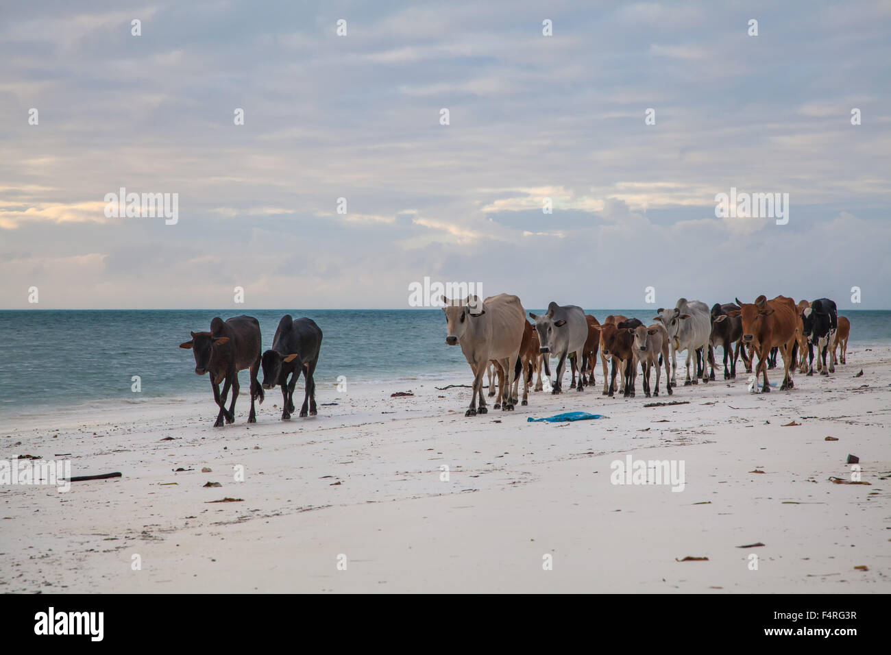 Afrika, Haustiere, Indischer Ozean, Kuh, Kühe, Küste, Stimmung, Meer, Reisen, Zanzibar, Sonnenaufgang, Strand, Meer, Säugetiere, Tanzan Stockfoto