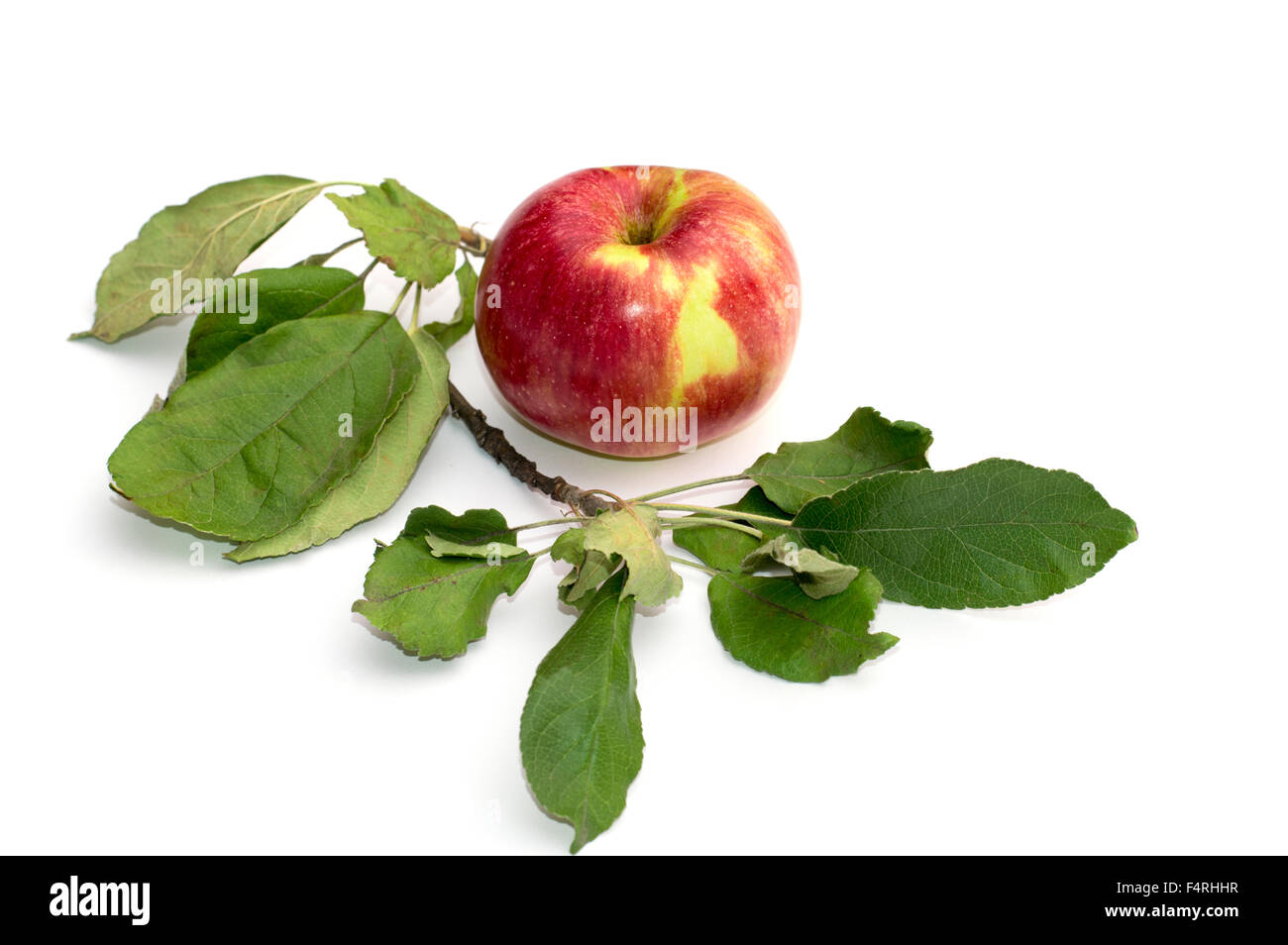 Stillleben Apfel und einen Zweig von einem Apfelbaum, der isolierten Bild Stockfoto