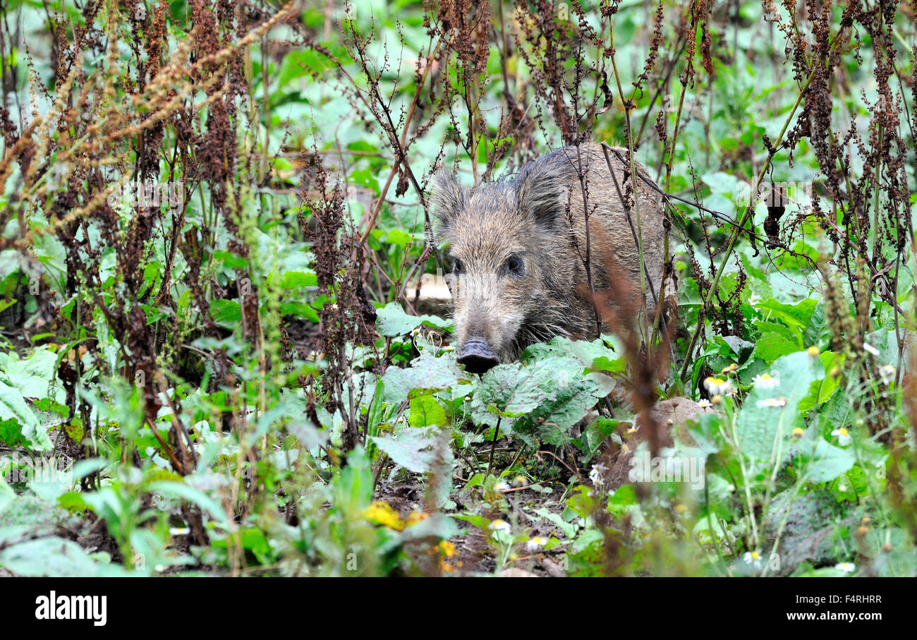Deutschland, Wildschwein, Sus Scrofa Scrofa, Sau, Wildschweine, schwarz Spiel, Klauentieren Tiere, Schweine, Schwein, Wirbeltiere, Säugetiere, real Stockfoto