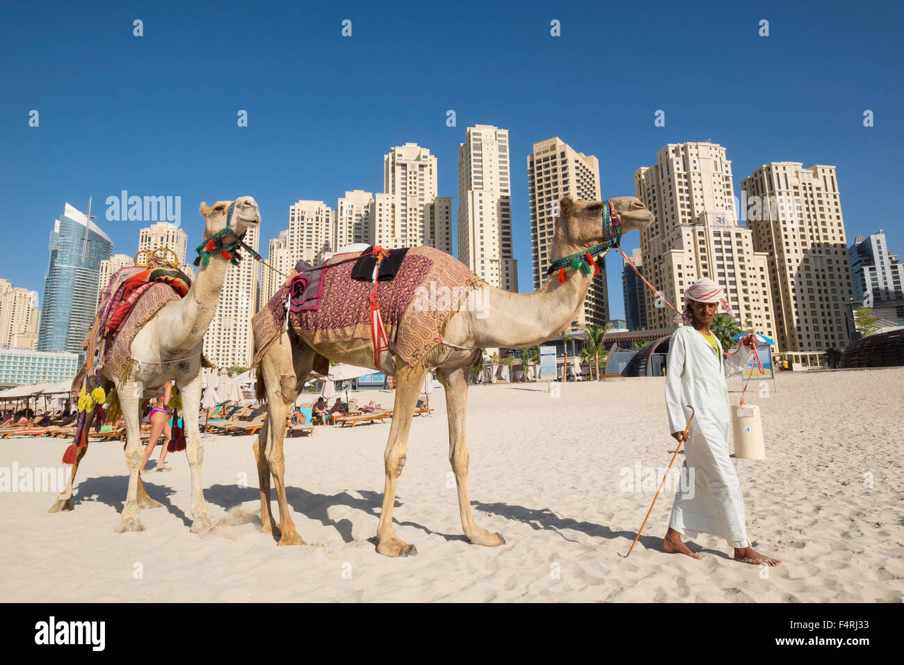 Touristischen Kamele am Strand im JBR Jumeirah Beach Residences im Marina District von Dubai Vereinigte Arabische Emirate Stockfoto