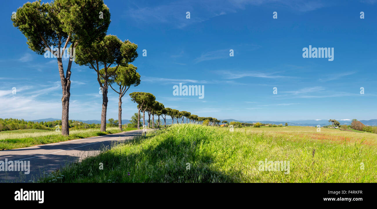 Italien, Europa, Umbrien, Orvieto, Landschaft, Feld, Wiese, Bäume, Frühling, Bergen, Hügeln, Sonnenschirm Kiefern, Tannen, Straße Stockfoto