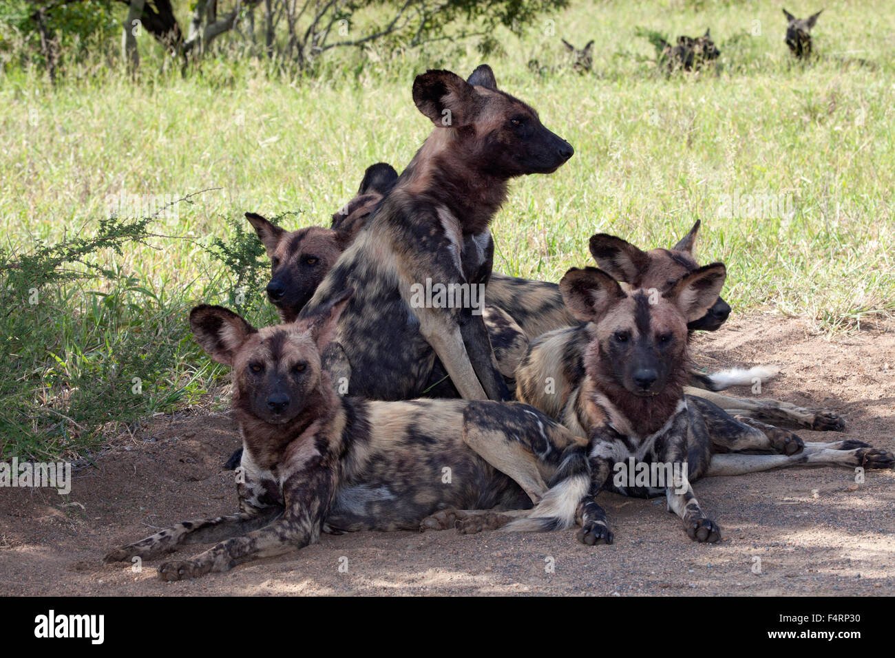 Afrikanische Wildhunde oder afrikanischen malte Hunde (LYKAON Pictus), pack, Krüger Nationalpark, Südafrika Stockfoto