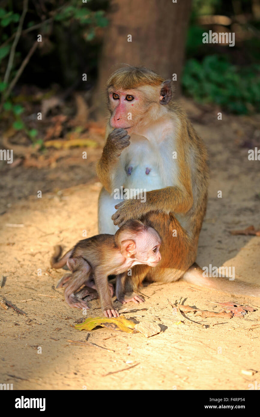 Toque Makaken (Macaca Sinica), Mutter mit jungen, weiblichen mit jungen, Yala-Nationalpark, Sri Lanka Stockfoto