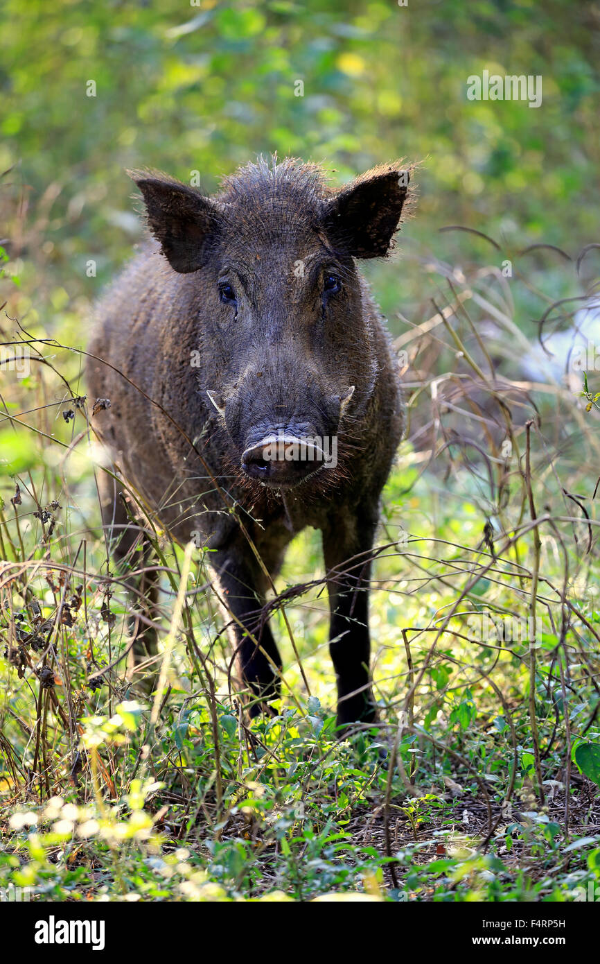 Wildschwein (Sus Scrofa Affinis), Sri Lanka Eber, Erwachsener, Warnung, Yala-Nationalpark, Sri Lanka Stockfoto
