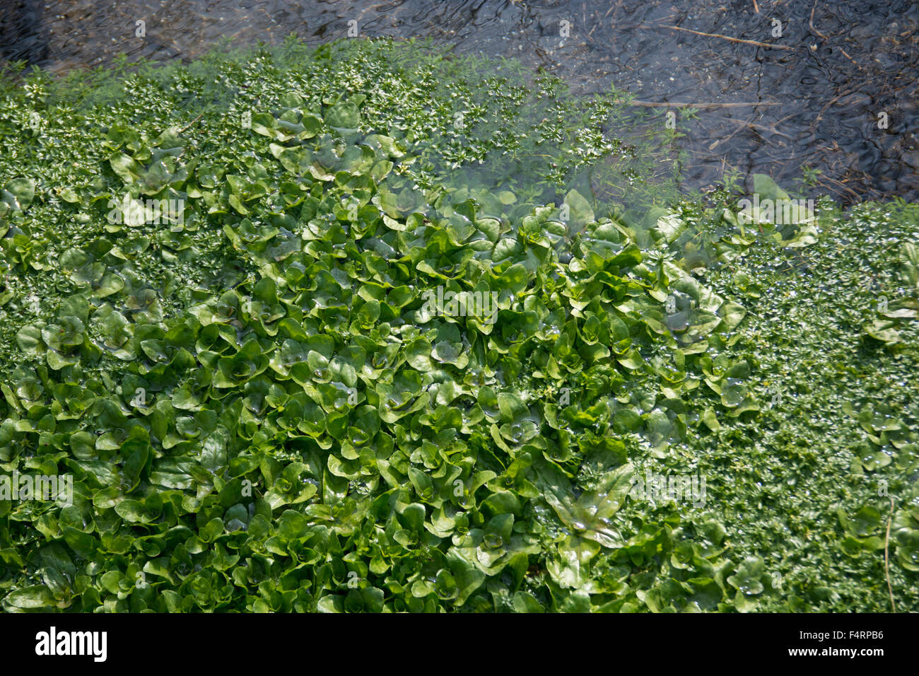 Wasser, Pflanzen, Frühling, Schweiz, Europa, grün, feucht, feucht, Stockfoto