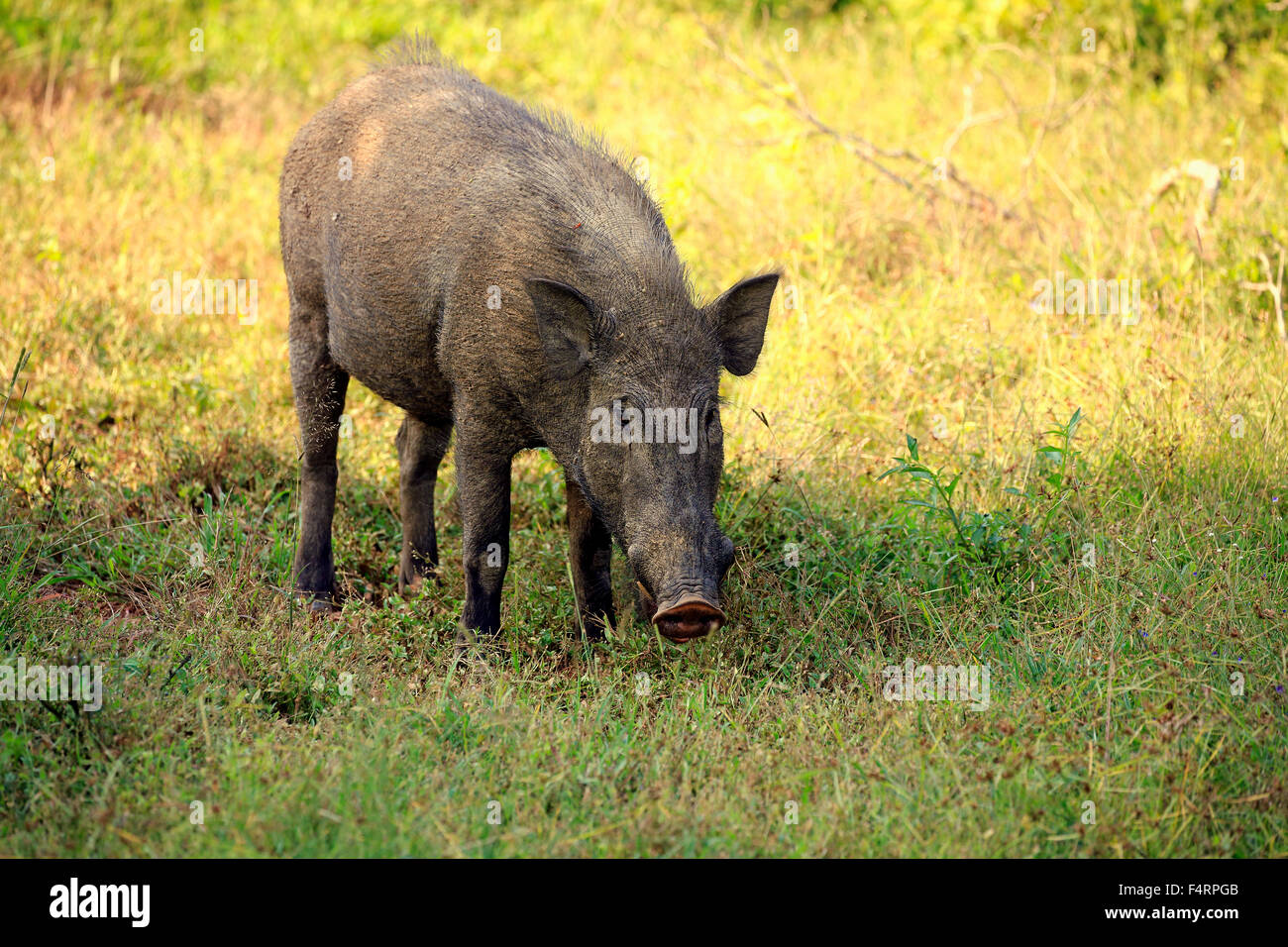 Wildschwein (Sus Scrofa Affinis), Sri Lanka Eber, Erwachsener, Essen, Yala-Nationalpark, Sri Lanka Stockfoto