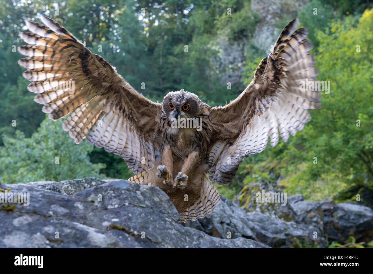 Eurasische Uhu (Bubo Bubo), Gefangenschaft, Verbreitung Flügel ins Land, Vulkaneifel, Deutschland Stockfoto