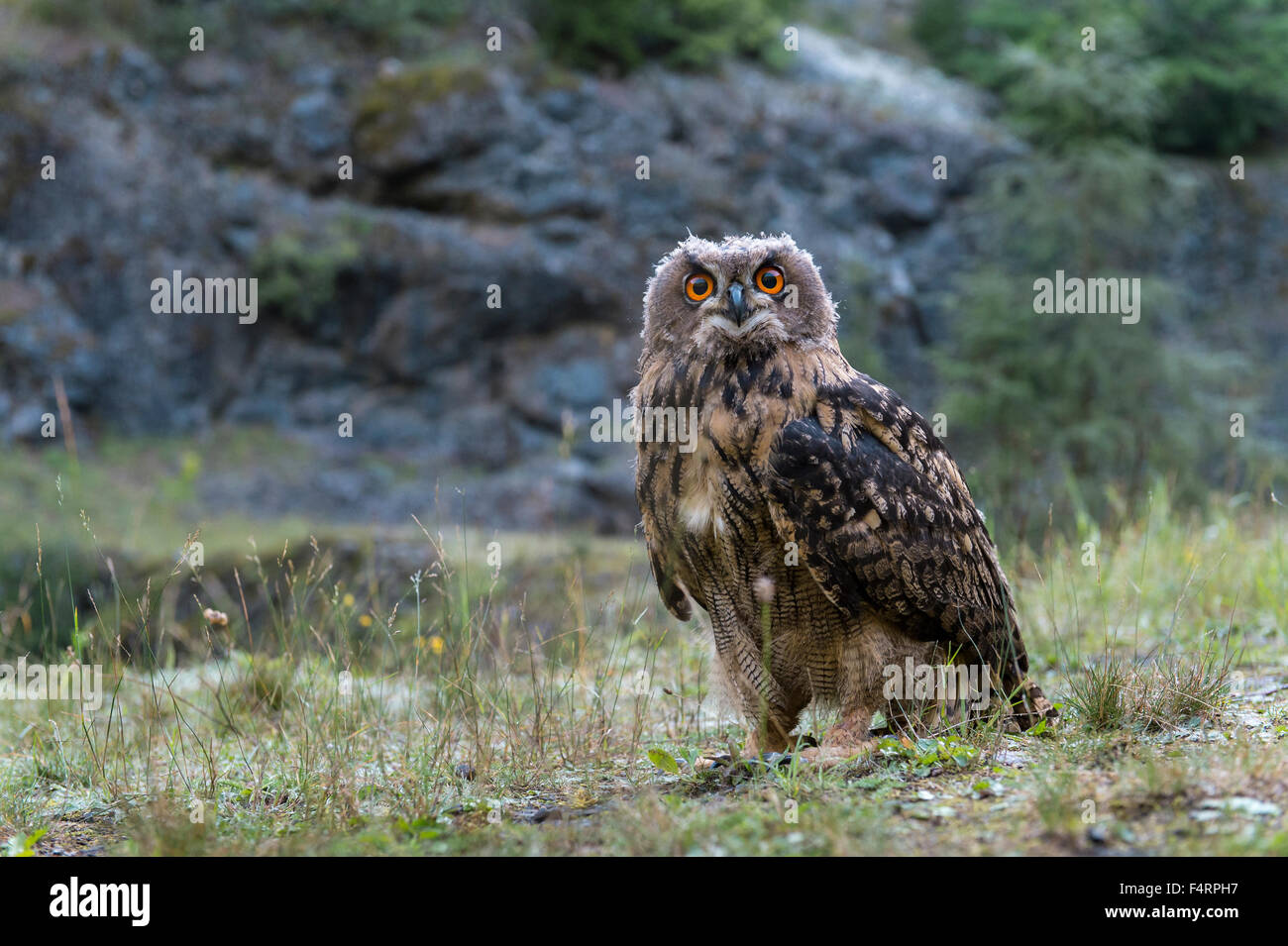 Eurasische Uhu (Bubo Bubo), gefangen sitzen auf Boden, Vulkaneifel, Deutschland Stockfoto