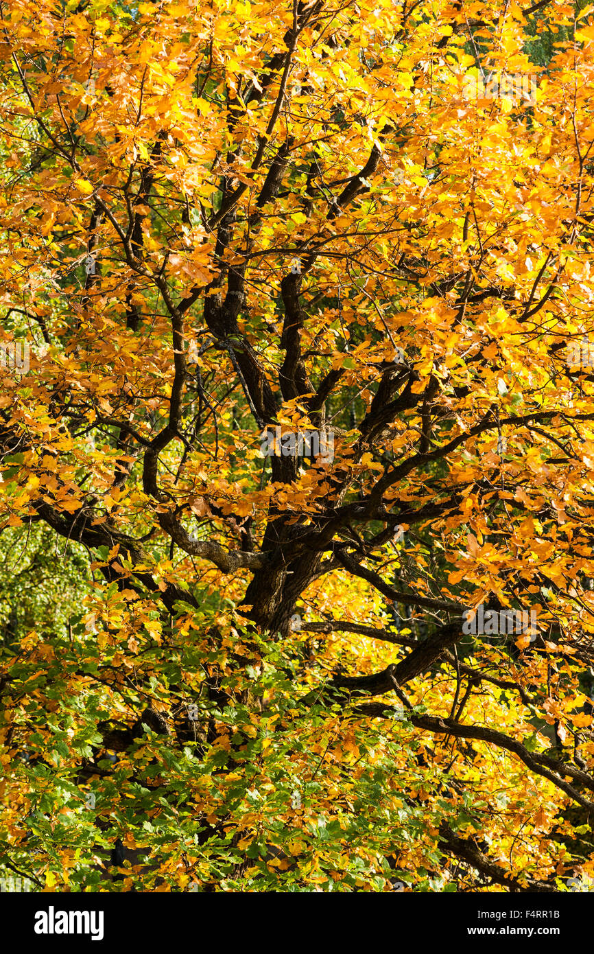 Laub von einer alten Eiche im Herbst. Dunklen braunen Baumstamm. Braun, grün, orange und gelbe Farbenspiel Stockfoto