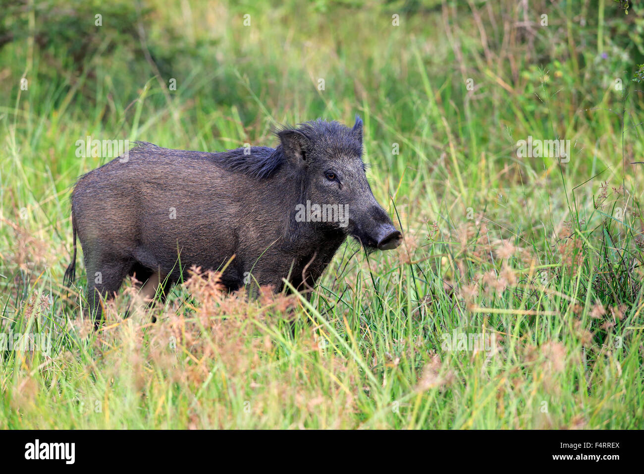 Wildschwein (Sus Scrofa Affinis), Sri Lanka Eber, Erwachsener, Warnung, Yala-Nationalpark, Sri Lanka Stockfoto