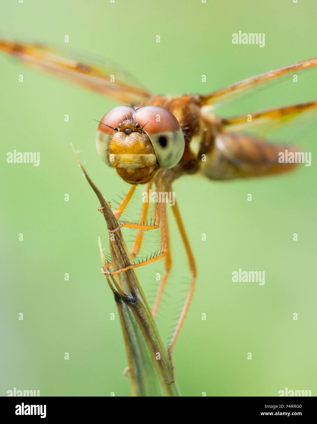 3/4-Portrait einer gemeinsamen Whitetail Libelle thront auf einem Blatt Stockfoto