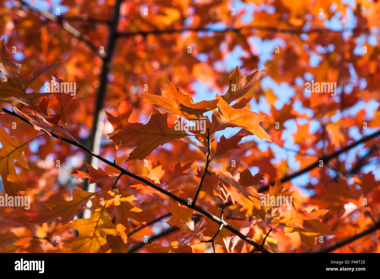 Detailansicht der sonnenbeschienenen rot, Orange, braune Blätter von Ahorn, Acer Baum vor dem Hintergrund der hellblauen Himmel im Herbst Stockfoto
