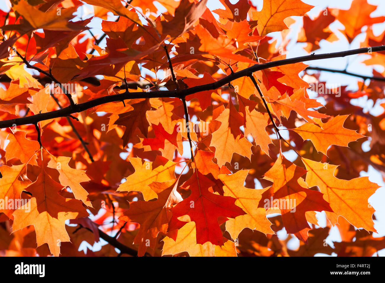 Detailansicht der sonnenbeschienenen rot, Orange, braune Blätter von Ahorn, Acer Baum vor dem Hintergrund der hellblauen Himmel im Herbst Stockfoto