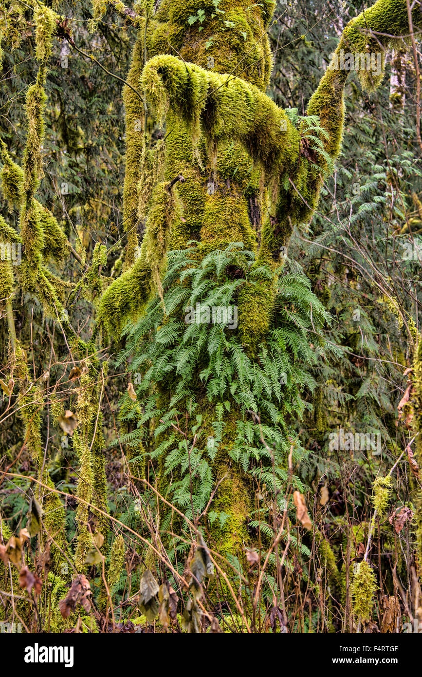 gemäßigten Regenwald, Regenwald, Vegetation, Pflanzen, Natur, Baum, Farn Stockfoto