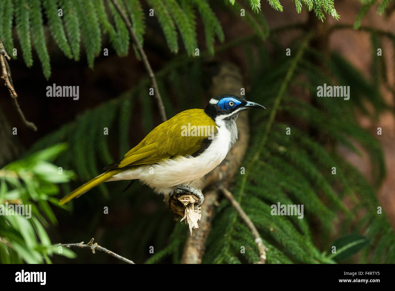 Blau konfrontiert Honigfresser, Entomyzon Cyanotis, Honigfresser, Vogel Stockfoto