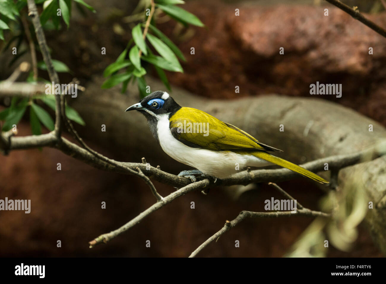 Blau konfrontiert Honigfresser, Entomyzon Cyanotis, Honigfresser, Vogel Stockfoto