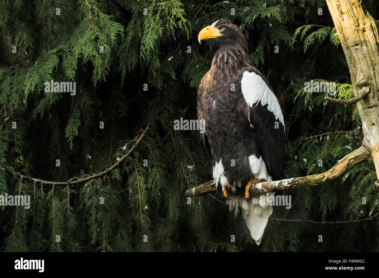 Steller; Seeadler Haliaeetus Pelagicus, Adler, Vogel, Stockfoto