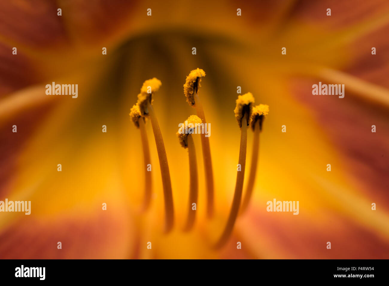 Nahaufnahme von Tigerlilie Stempel auf einem Blütenblatt-Hintergrund Stockfoto