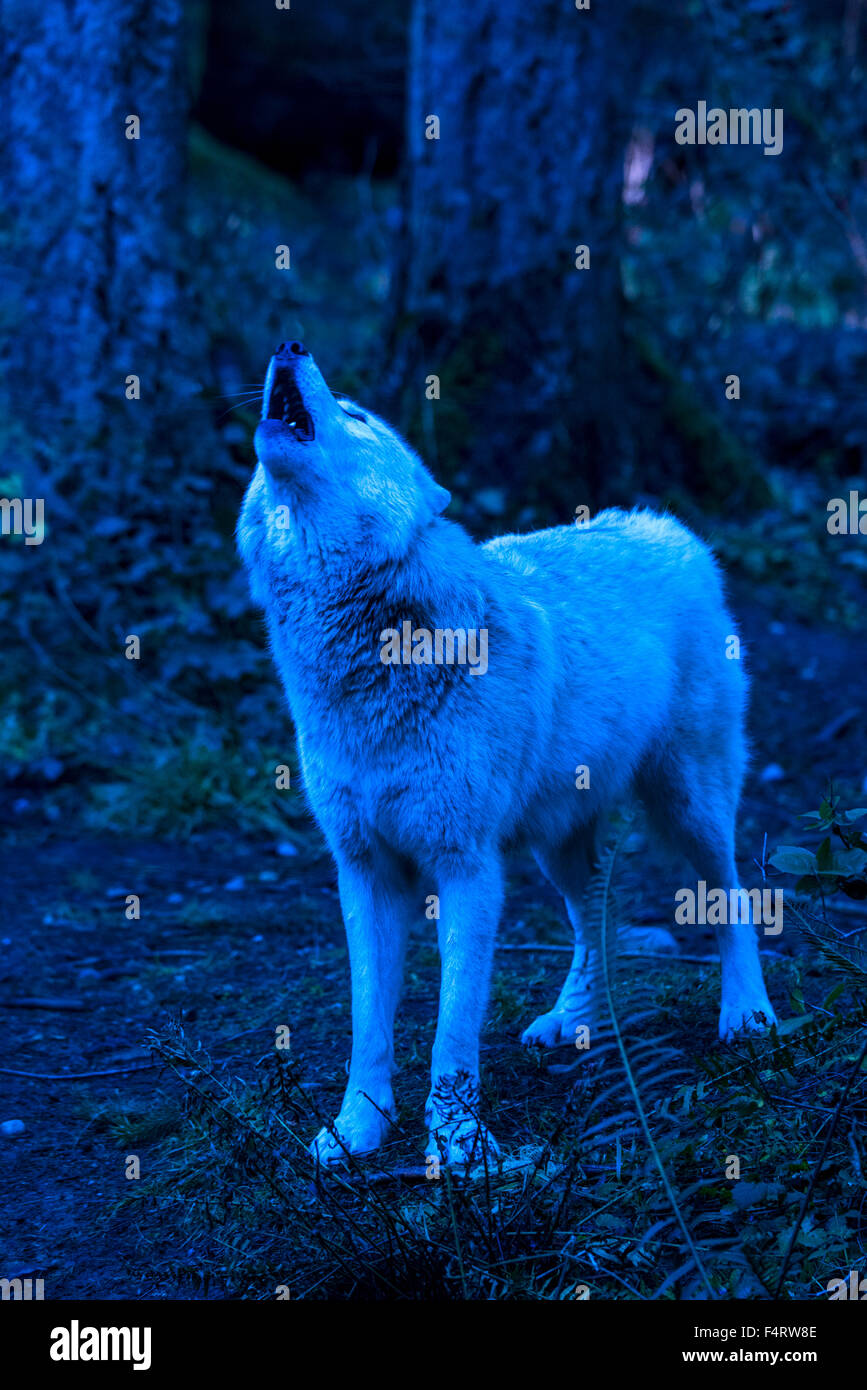 grauer Wolf, weiße Phase, Canis Lupus, Wolf, Tier, USA, heulen Stockfoto