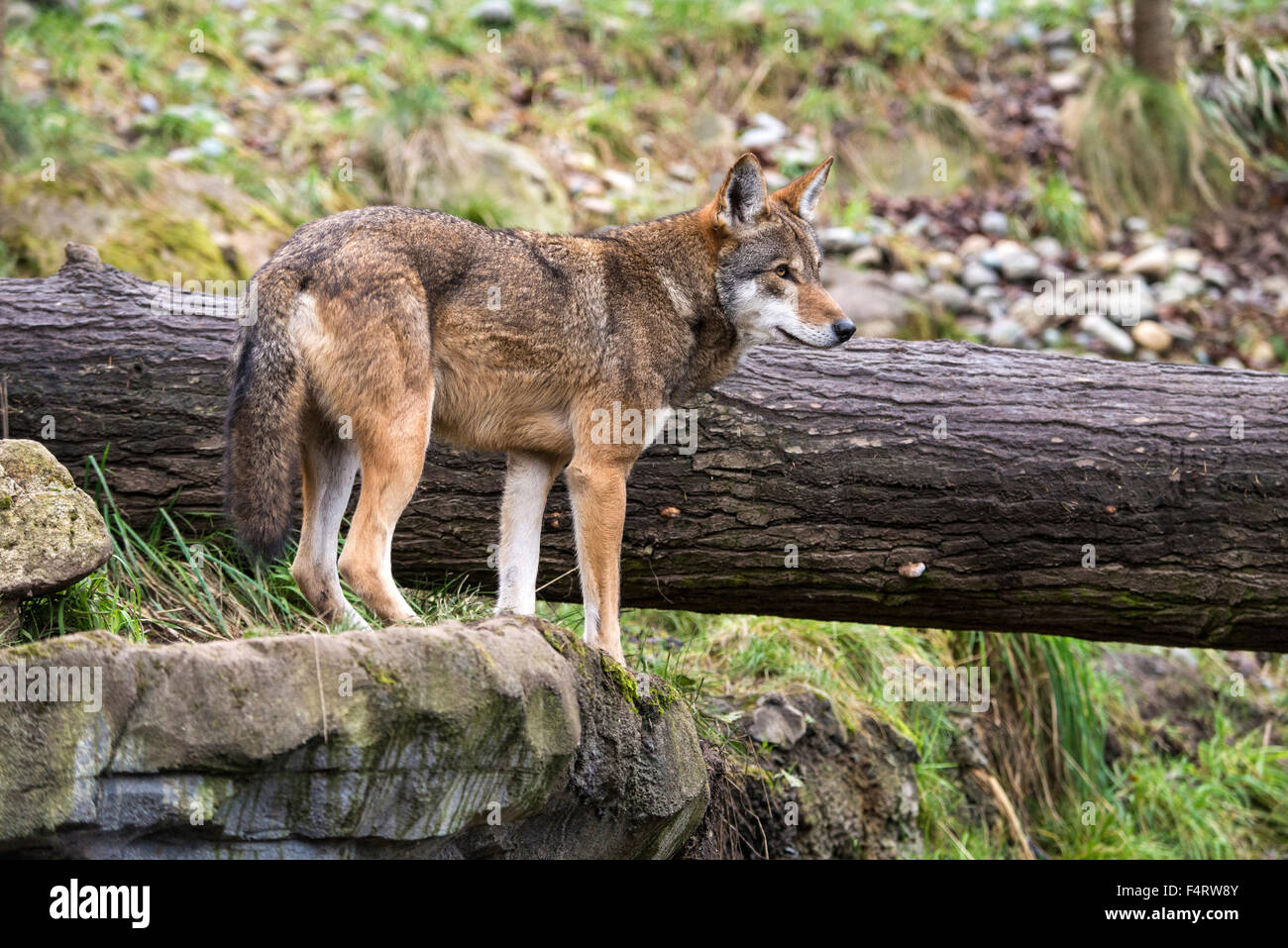 Red Wolf, Canis Rufus, Wolf, Tier, USA Stockfoto