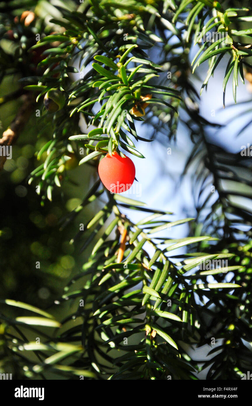 Eibe Baum Beeren Stockfoto