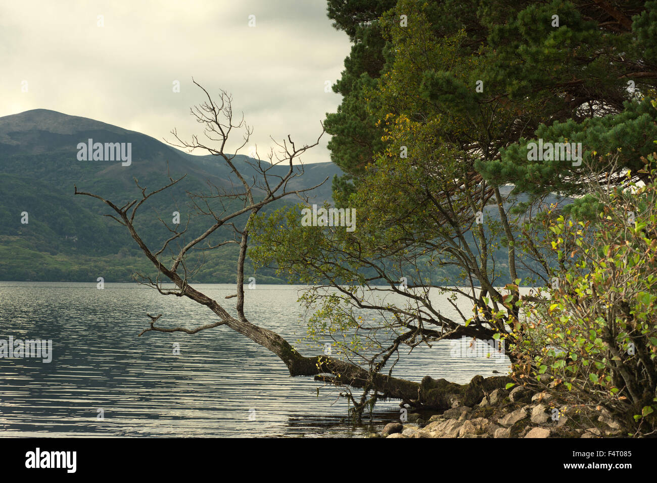 Herbstlandschaft mit altem Baum auf Ross Island am Lough Leane See und Blick auf den Tomies Mountain im Killarney National Park, County Kerry, Irland Stockfoto