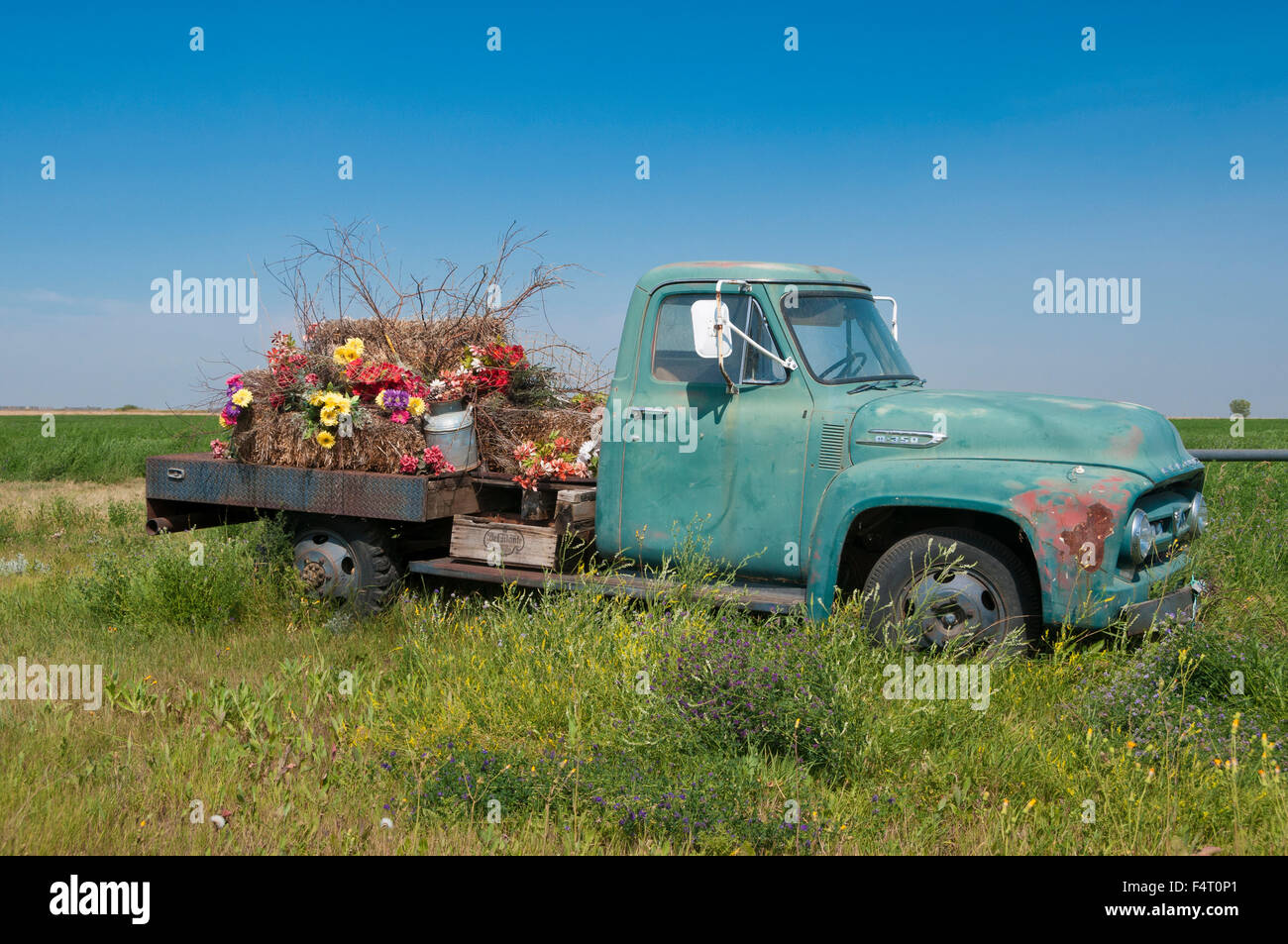Blumen auf alten Pickup-Truck in der Nähe von Brooks, Alberta, Kanada Stockfoto