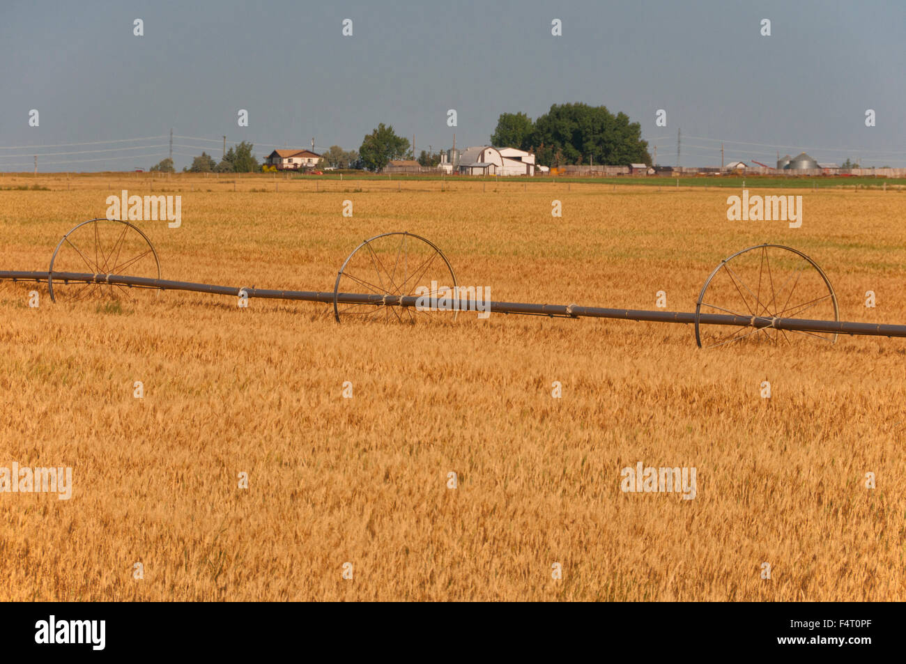 Kanada, Alberta, Weizenfarm Stockfoto