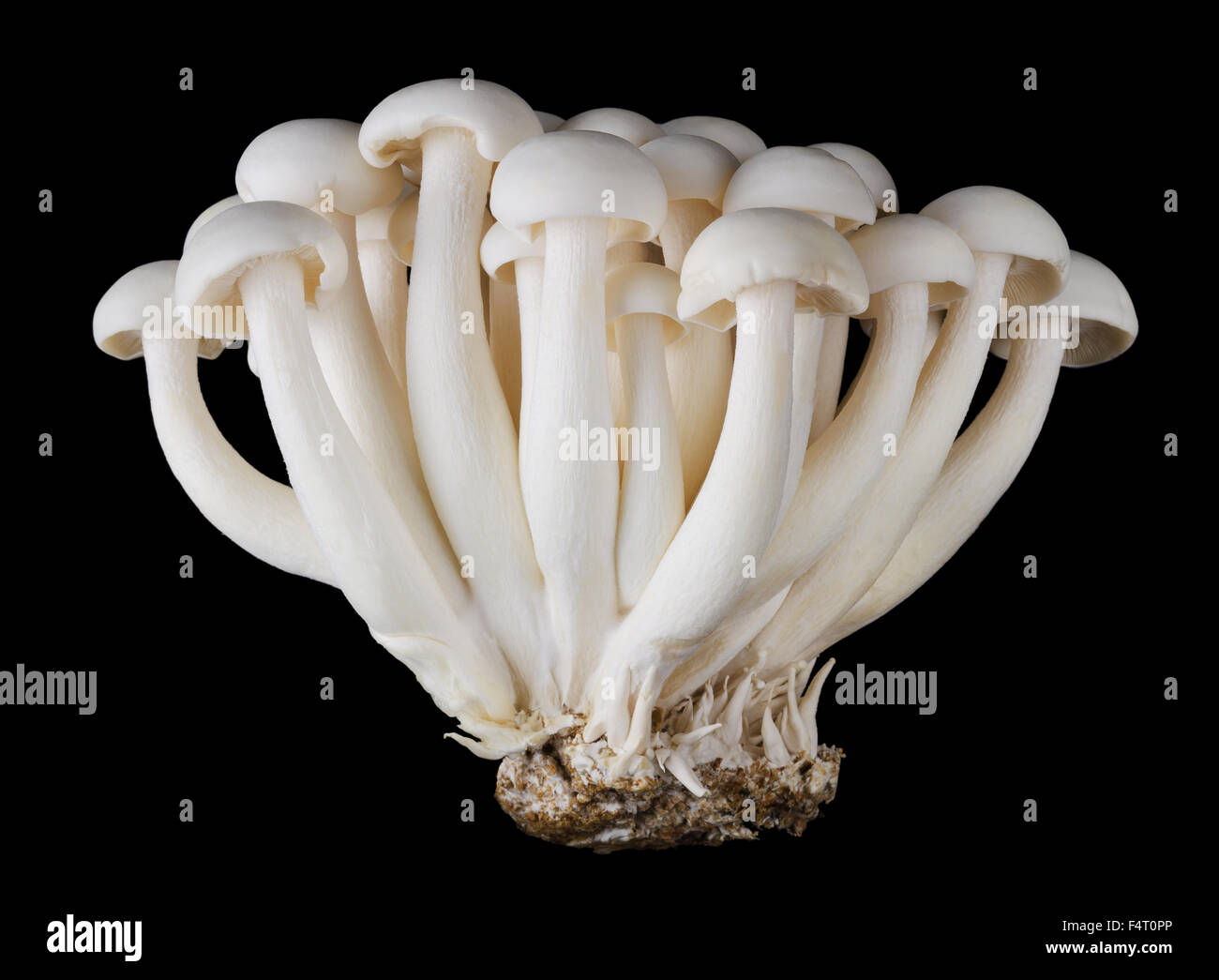 Bunapi Shimeji Buche weiss Pilze, auch als weiße Clamshell Pilze, ein essbarer Pilz auf schwarzem Hintergrund. Ansicht von vorne. Stockfoto
