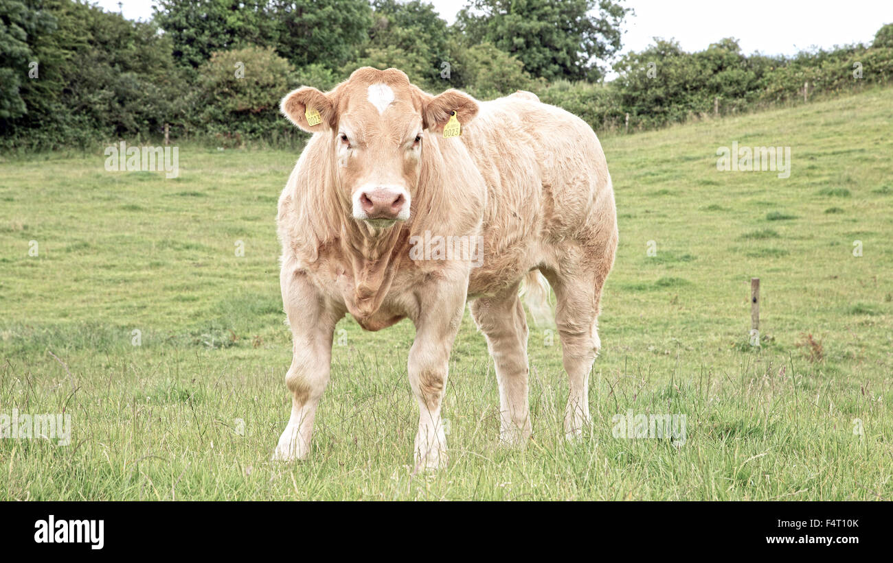 Eine Blonde d ' Aquitaine-Kuh in einem Feld in Irland. Stockfoto