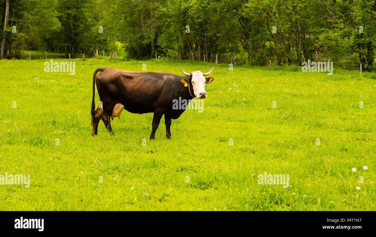 Allgäu, braune Rinder, bayerische, Bos Primigenius Taurus, Zucht, Deutschland, einer Kuh, Europa, Inland, Hörnern, Landwirtschaft, Loret Stockfoto
