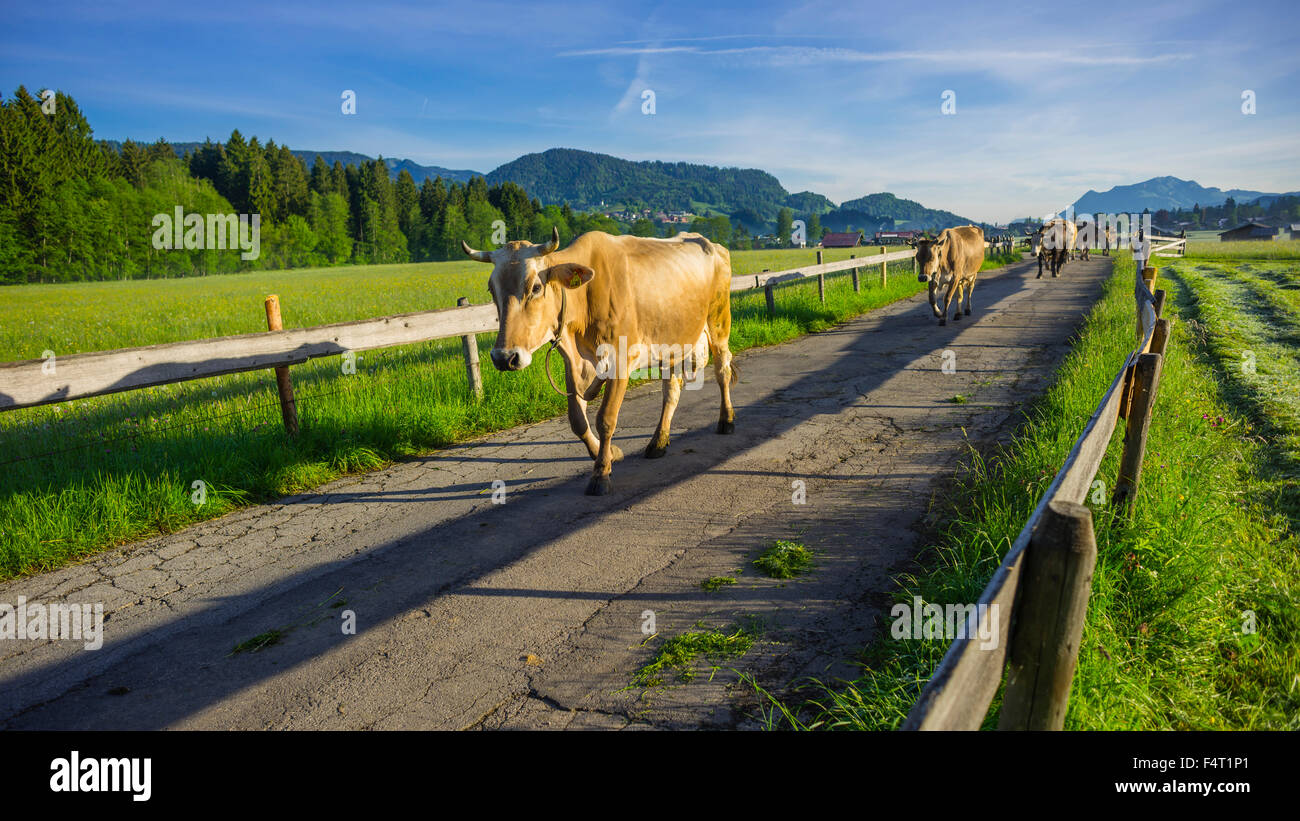 Allgäu, braune Rinder, bayerische, Bos Primigenius Taurus, Zucht, Deutschland, Europa, Inland, rimmed Träger, Kühe, Agricultu Stockfoto