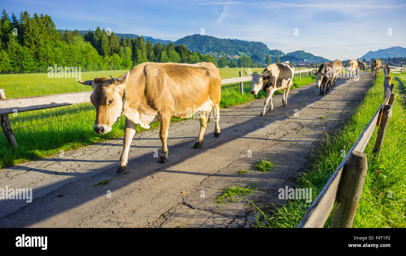 Allgäu, braune Rinder, bayerische, Bos Primigenius Taurus, Zucht, Deutschland, Europa, Inland, rimmed Träger, Kühe, Agricultu Stockfoto