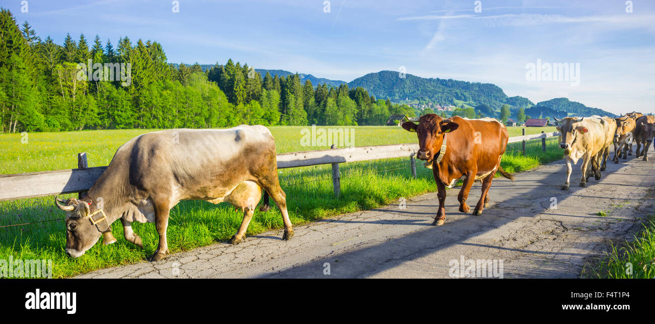 Allgäu, braune Rinder, bayerische, Bos Primigenius Taurus, Zucht, Deutschland, Europa, Inland, rimmed Träger, Kühe, Agricultu Stockfoto