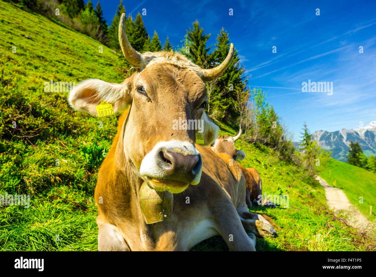 Allgäu, braune Rinder, Alpine Rasen, Alp, bayerische Küche, in der Nähe von Oberstdorf, Bos Primigenius Taurus, Zucht, Deutschland, eins, Kuh,-Eur Stockfoto