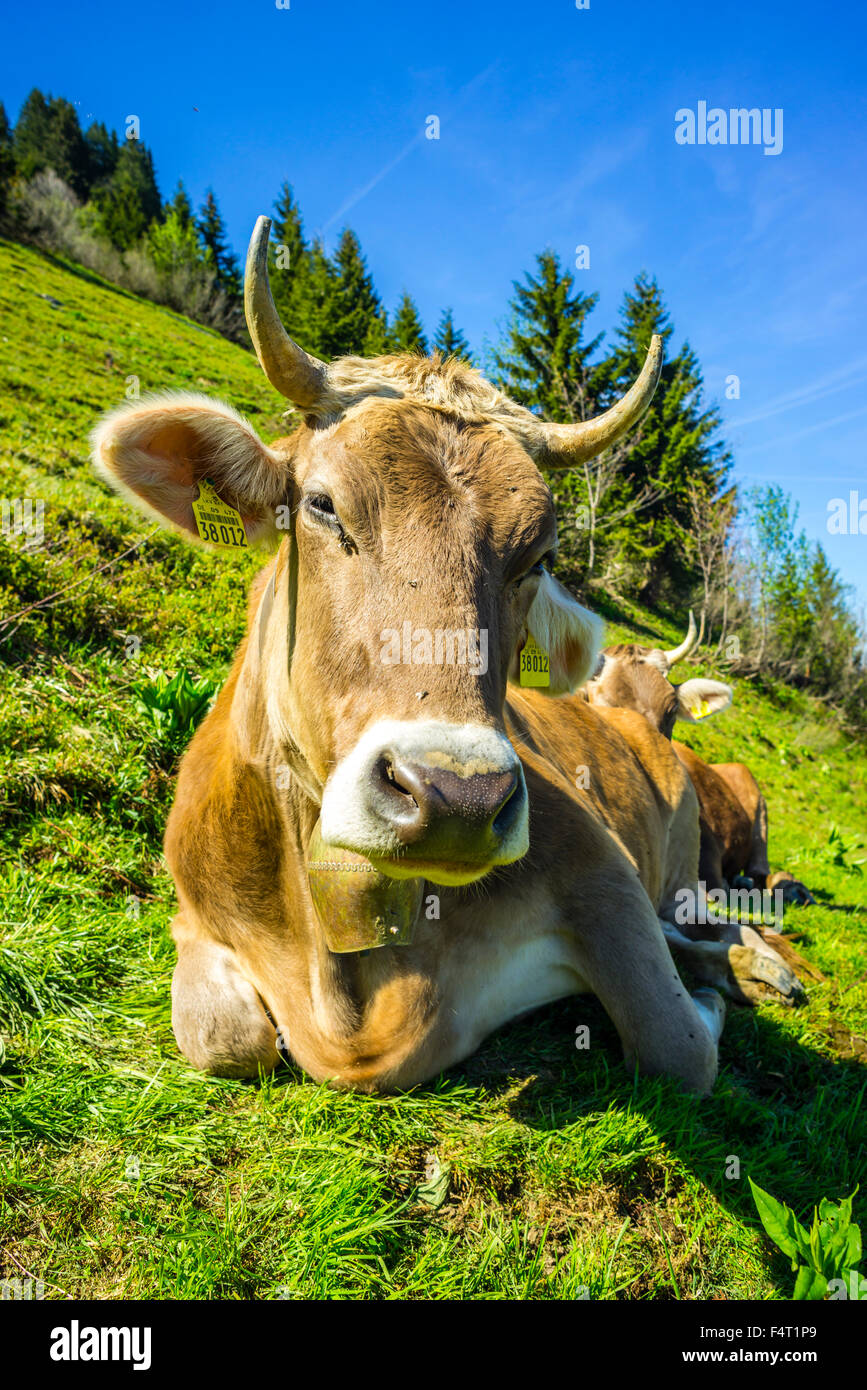 Allgäu, braune Rinder, Alpine Rasen, Alp, bayerische Küche, in der Nähe von Oberstdorf, Bos Primigenius Taurus, Zucht, Deutschland, eins, Kuh,-Eur Stockfoto