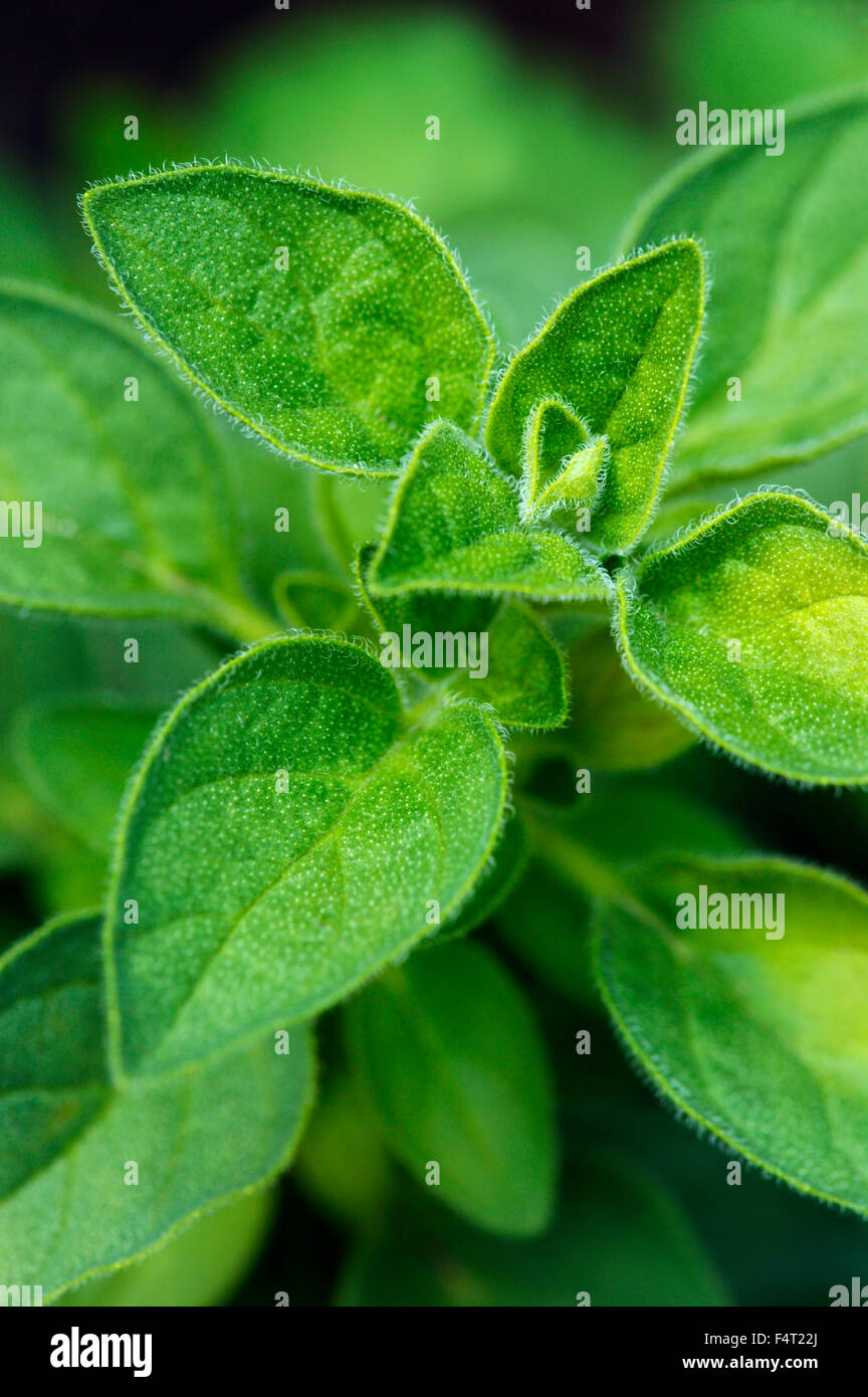 Origanum Vulgare (Oregano). Küchenkraut. Nahaufnahme von aromatischen Blätter im Juni. Somerset UK. Stockfoto