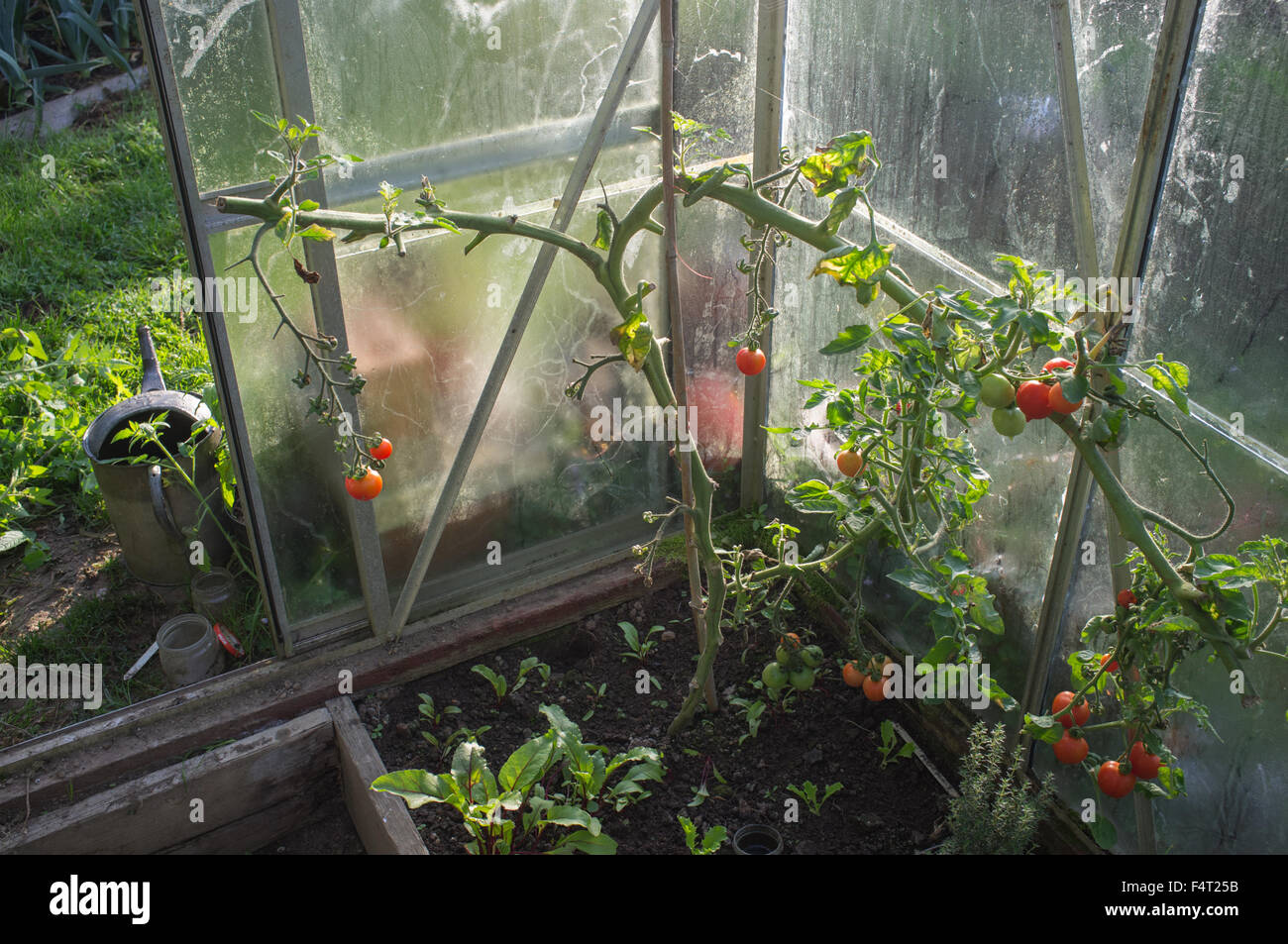 Der letzte der Tomaten an einem Herbsttag in einem feuchten Gewächshaus Stockfoto
