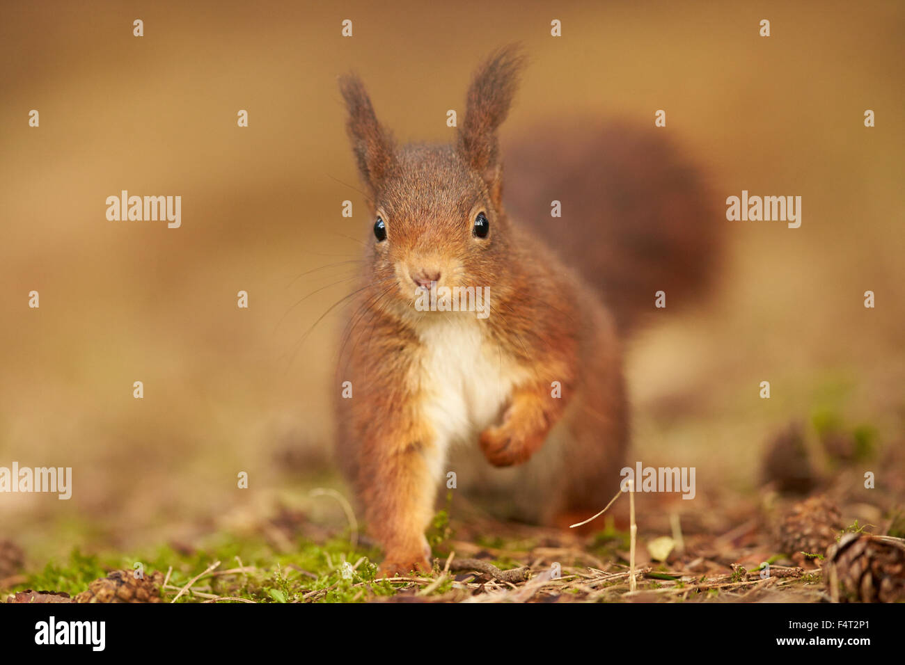 Eurasische Eichhörnchen im Wald (Sciurus Vulgaris) Stockfoto