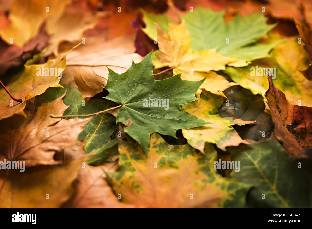 Blätter im Herbst Hintergrund Stockfoto