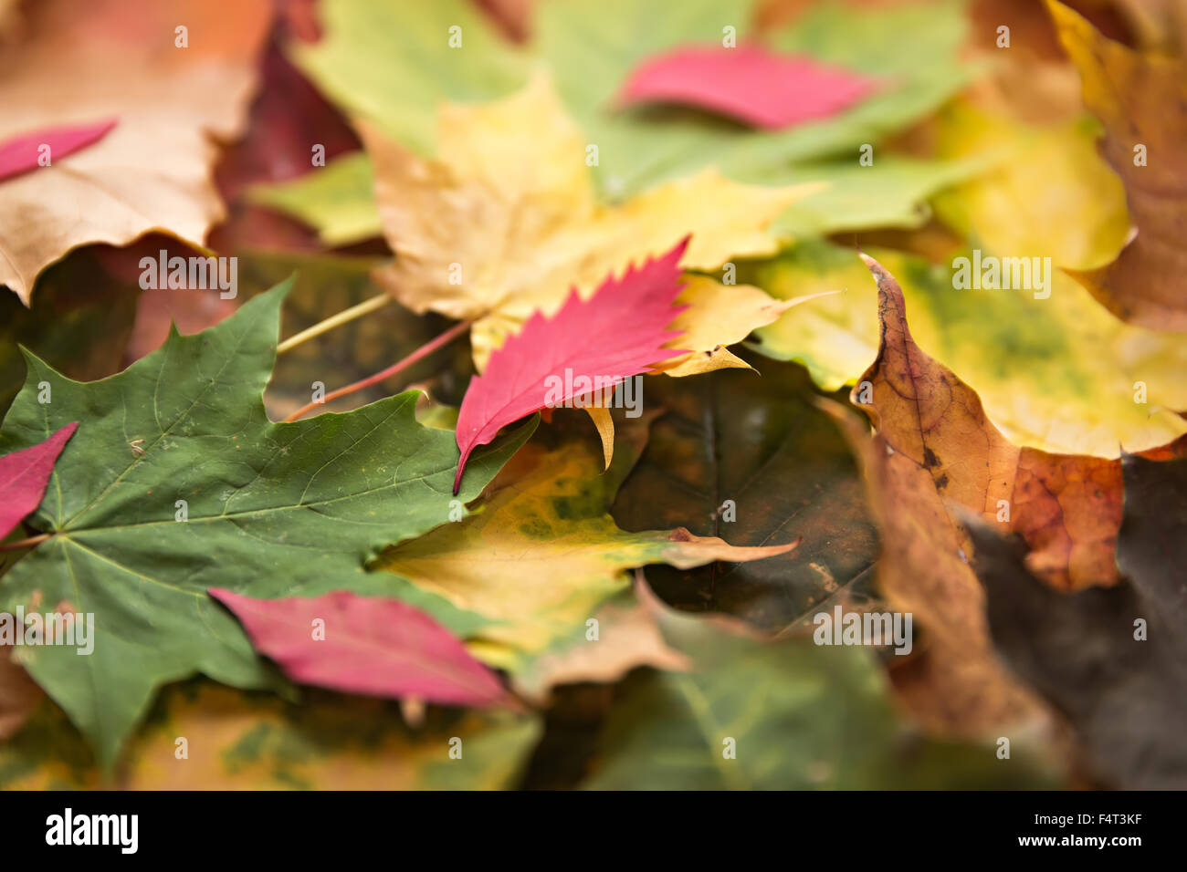 Blätter im Herbst Hintergrund Stockfoto