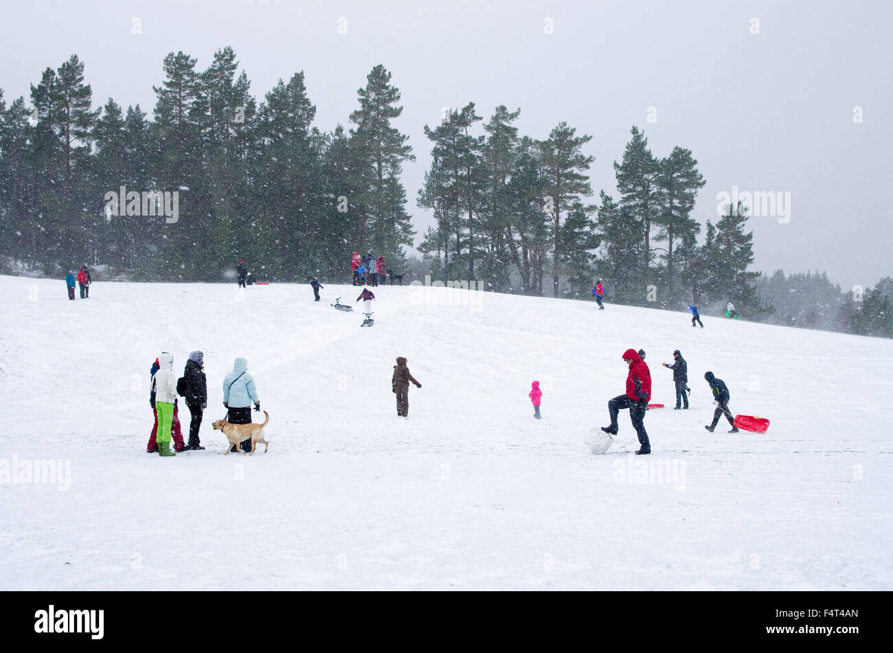 Leute, die Spaß im Schnee während eines Schneesturms an Hayfield, ein beliebtes Naherholungsgebiet im Glenmore Forest Park, den Cairngorms Stockfoto