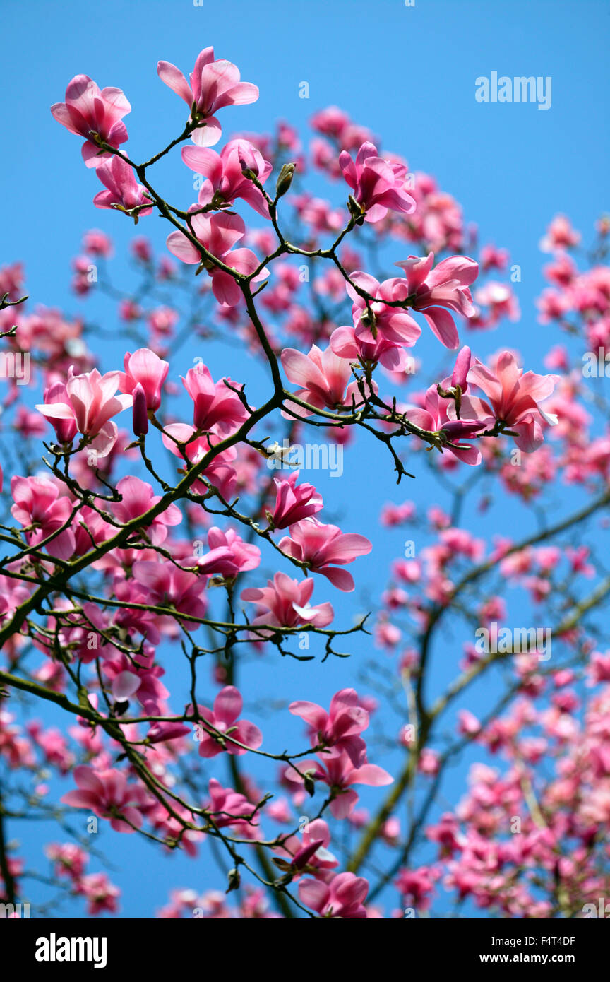 Magnolia Sprengeri 'Diva' Rosa Frühlingsblumen vor einem blauen Himmel Gloucestershire UK Stockfoto