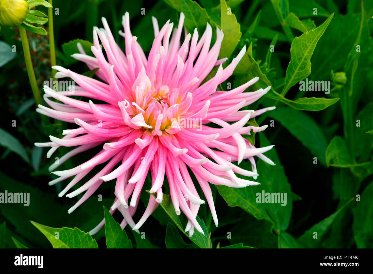Kaktus Dahlia. Nahaufnahme von rosa Blumen Juli Großbritannien Stockfoto