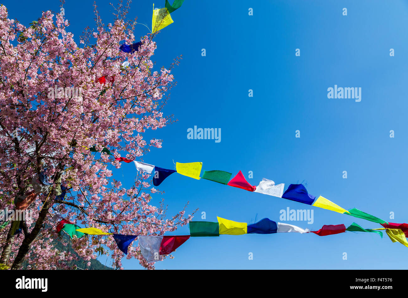 Blühenden Kirschbaum mit tibetischen Gebetsfahnen und blauer Himmel Stockfoto