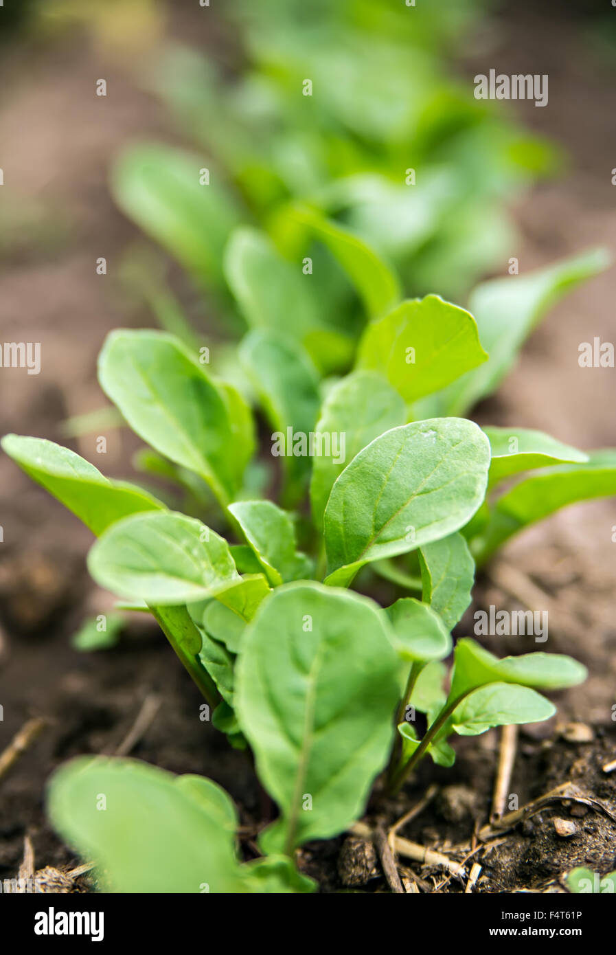 Rucola im Garten wächst Stockfoto