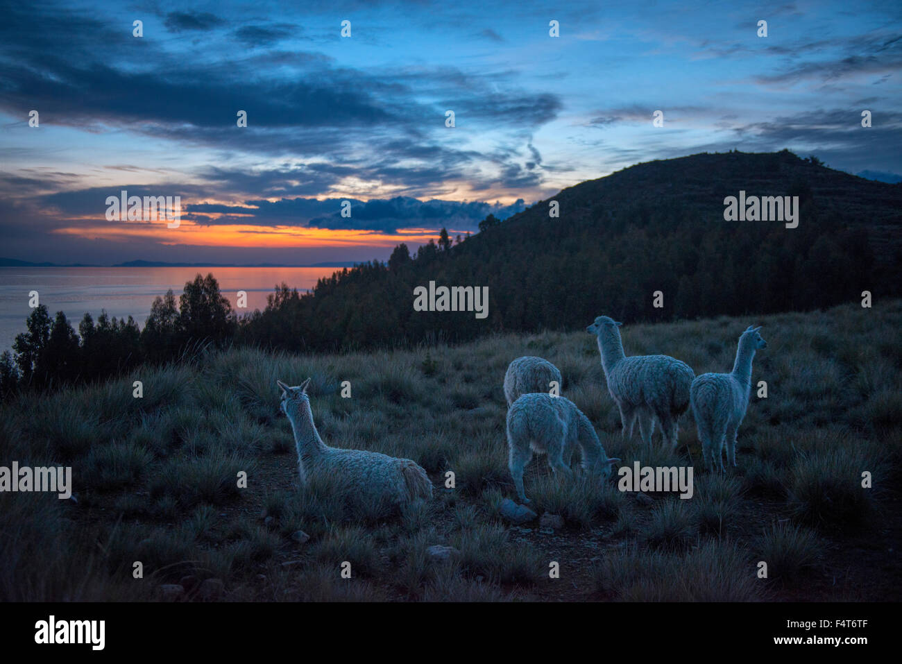 Südamerika, Lateinamerika, Peru, Schilfhäusern Insel, See Tititaca, Alpakas Stockfoto