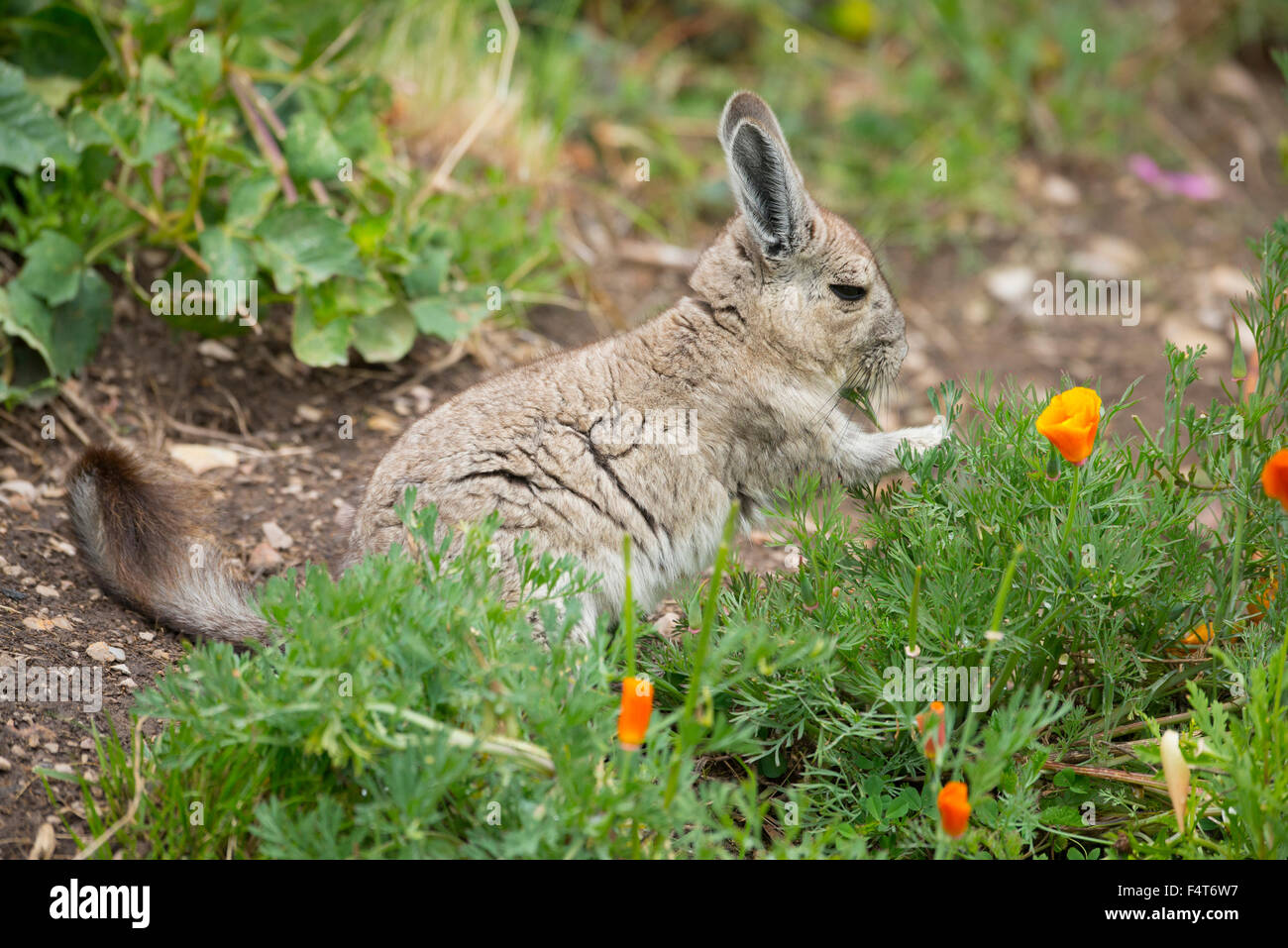 Südamerika, Lateinamerika, Peru, Titicaca-See, Schilfhäusern Island, Lagidium Ahuacaense, Viscacha, Säugetier, Tier, Nagetier, Wildtiere Stockfoto