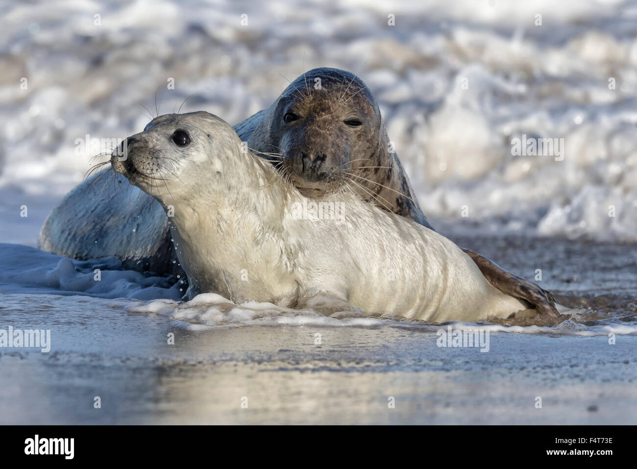 Atlantische Kegelrobben - Halichoerus grypus Stockfoto